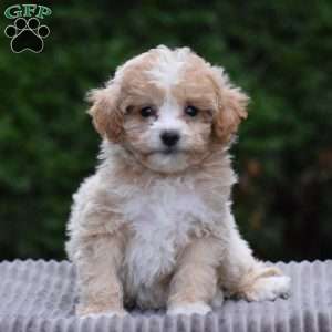 Parsley, Bich-Poo Puppy